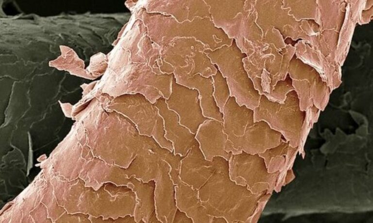 Damaged Hair