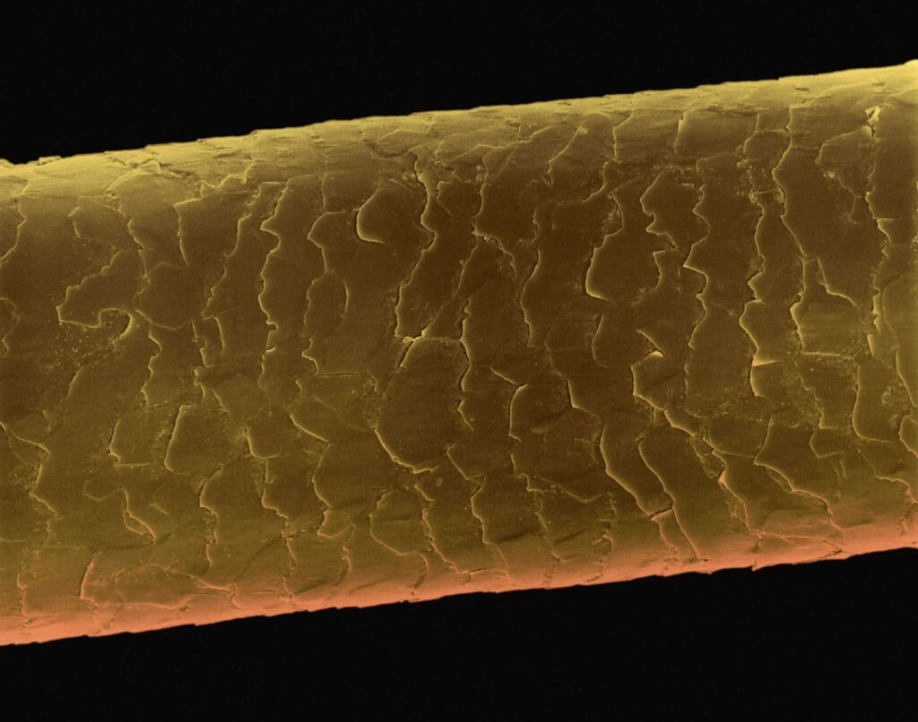 Human hair